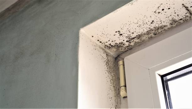 Best Black Mold Removal  in Northview, MI