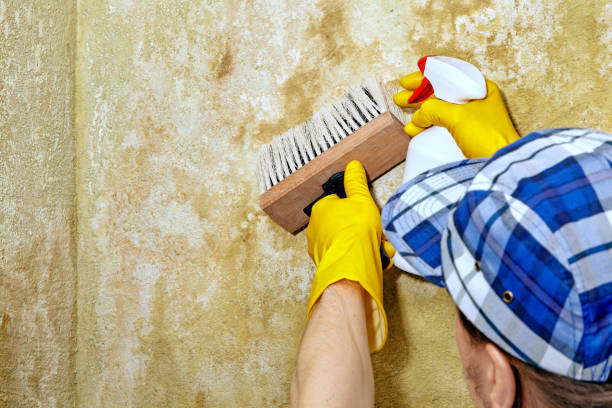  Northview, MI Mold Removal Pros