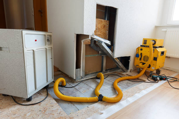 Best Basement Mold Removal  in Northview, MI