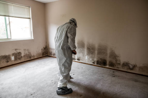 Best Forensic Mold Investigation  in Northview, MI